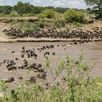 Kudde dieren Tanzania